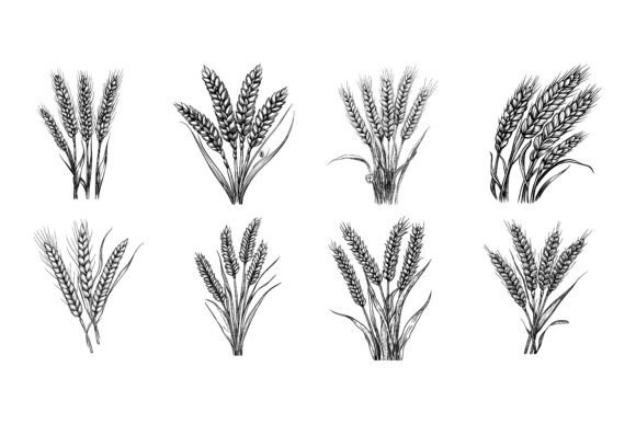 The Art of the Harvest: Wheat, Barley, and Cereals in Modern Digital Illustration